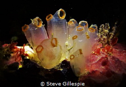 Tunicate Cluster. by Steve Gillespie 